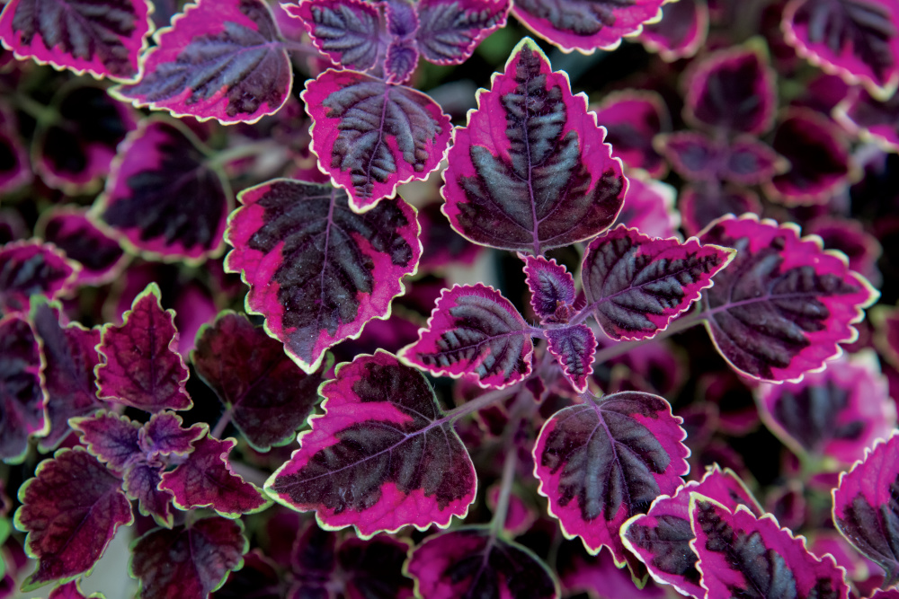 Colorful Swinging Linda plants grow in a greenhouse at Garden Patch Farm in Homer Glen, Illinois.