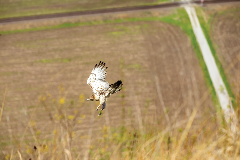 A Red-Tailed Hawk at White Rock Nature Reserve in Valmeyer
