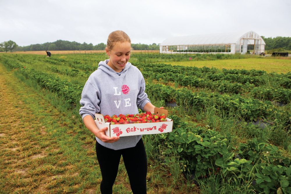 Allie Robinson picks strawberries from the Mclaughlin Strawberry Farm in Murphysboro. 