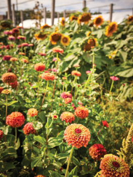 Flowers in bloom at the Green Era Campus