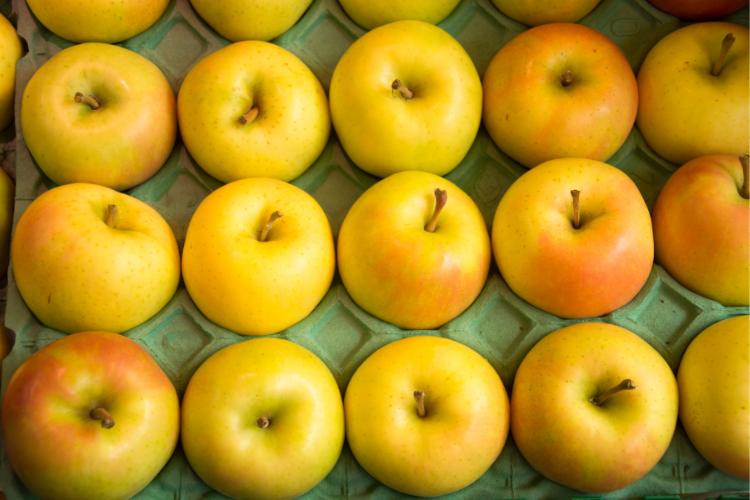 Gold rush apples, an Illinois specialty crop 