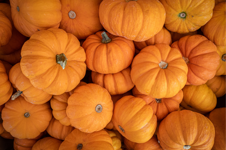 Pumpkins, an Illinois specialty crop 