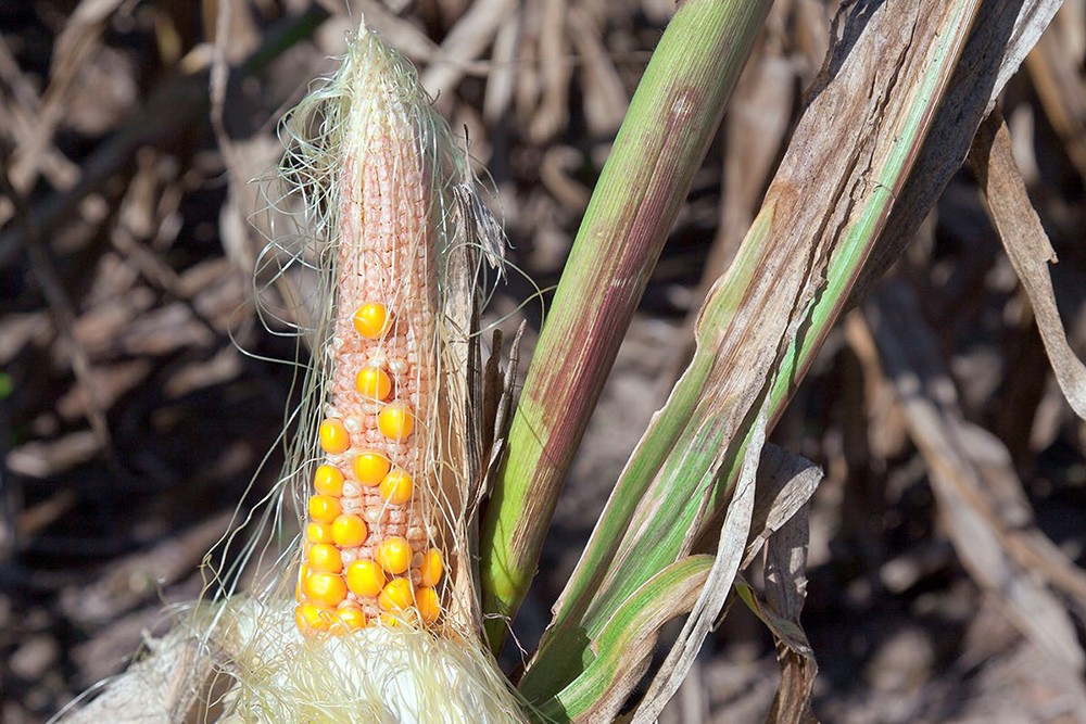 Damaged ear of corn
