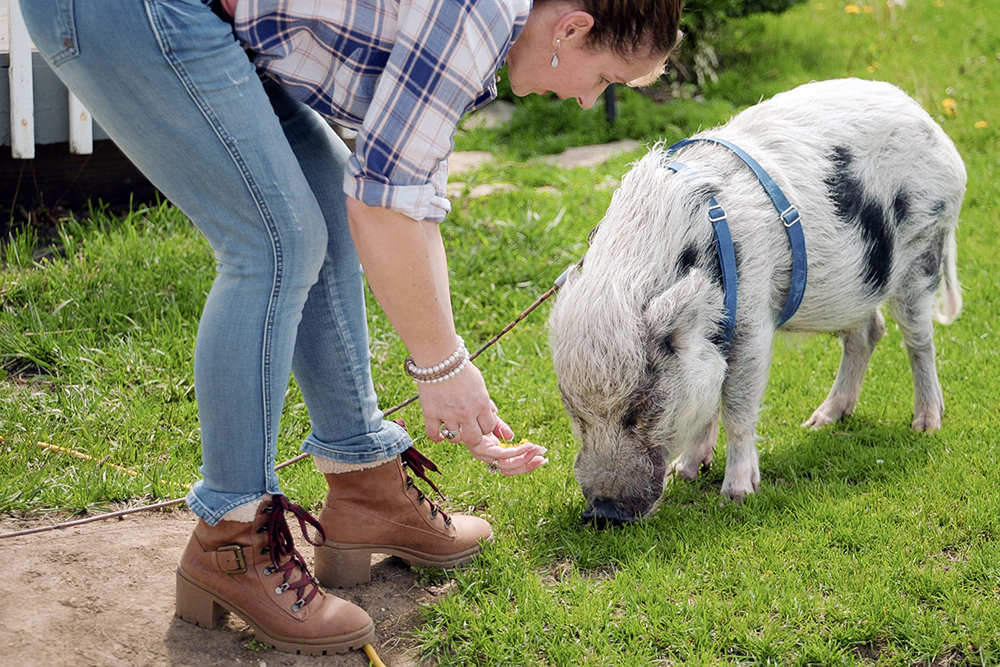 Sharon Pferschy leans down to pet Kevin Bacon, her pet pig