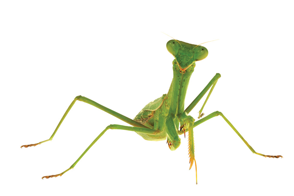 Praying mantis
