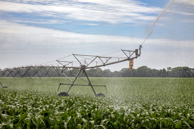 Irrigation in a corn field 