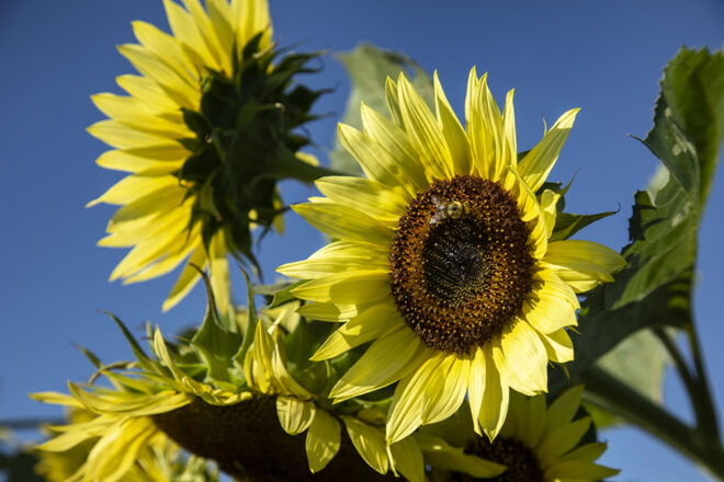 Up-close of a sunflower blooming 