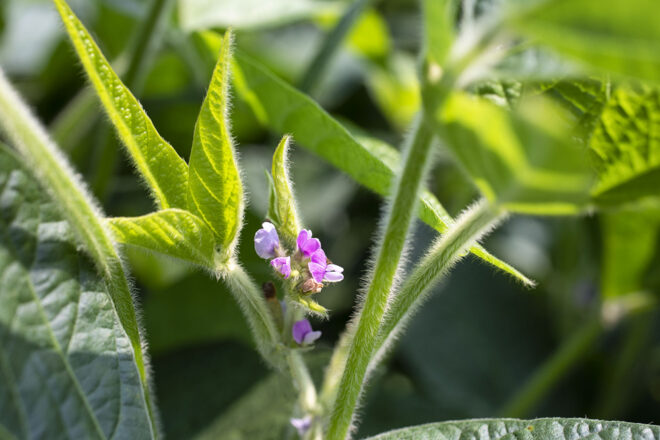 Up-close of a soybean bloom