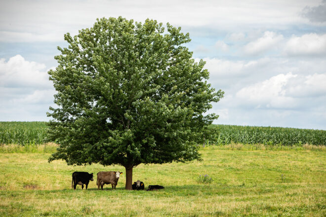 Cows standing under a tree in a field 