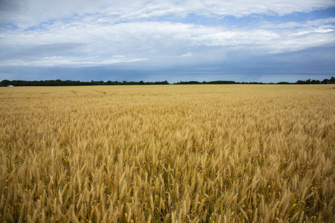 Wheat field