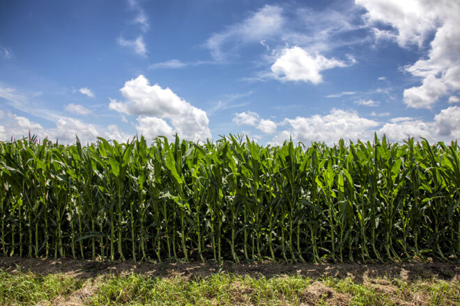 Corn field