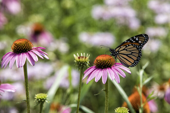 Butterfly on a flower 