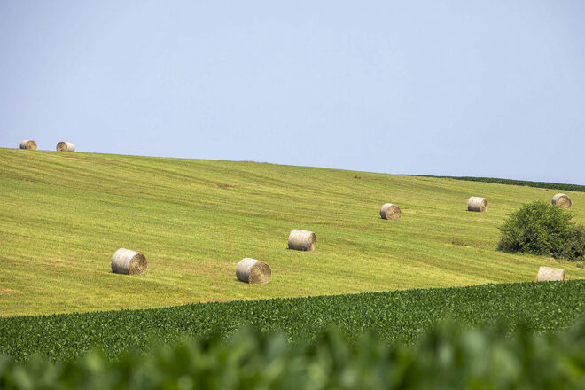 A field with round hay bales 