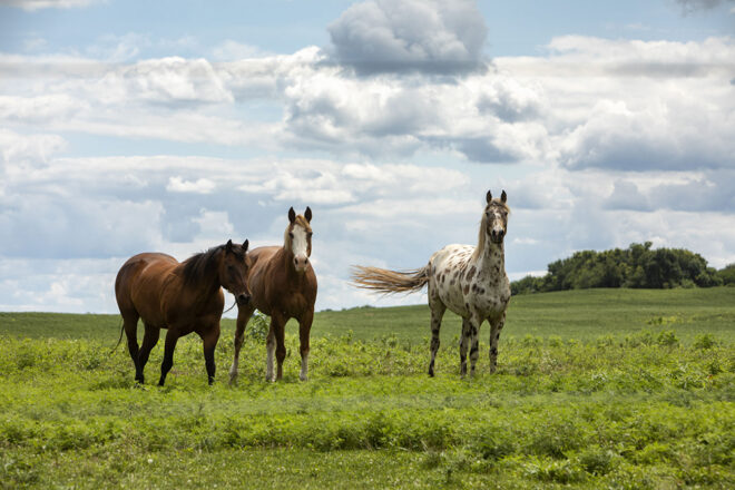 Three horses in a field