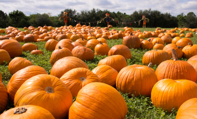 Farm Facts: Pumpkins