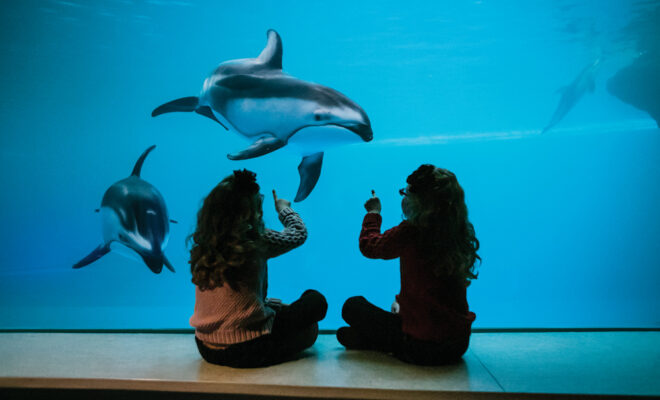 Children looking at dolphins at Chicago’s Shedd Aquarium