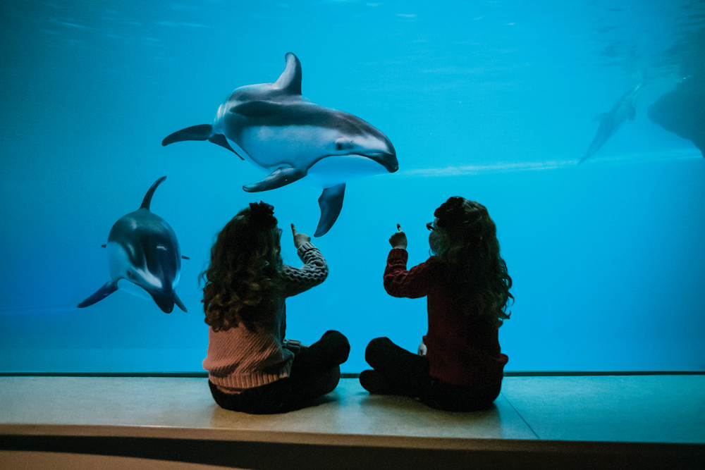 Children looking at dolphins at Chicago’s Shedd Aquarium at Chicago’s Museum Campus