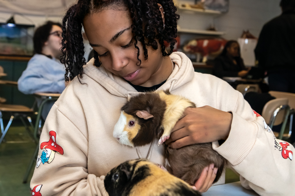 Brianna Reid handles the guinea pigs.