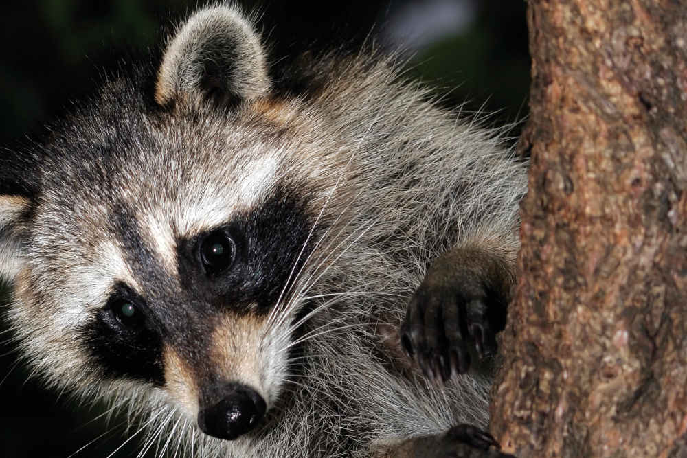 Raccoon in a tree