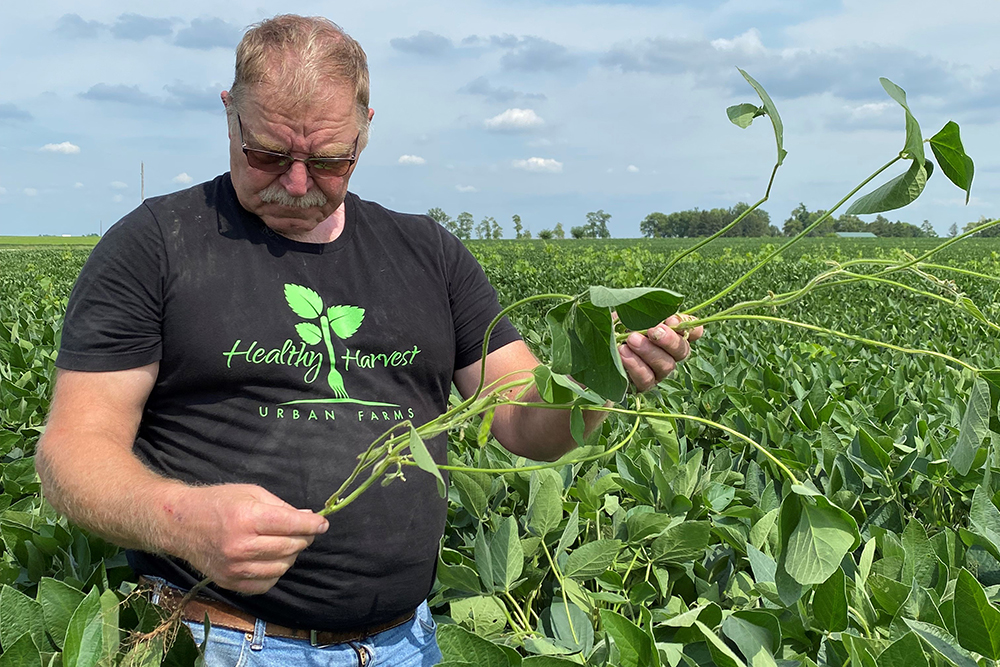 Harold Wilken examines organic soybean plants in the field at his farm 