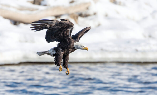 January Events in Illinois