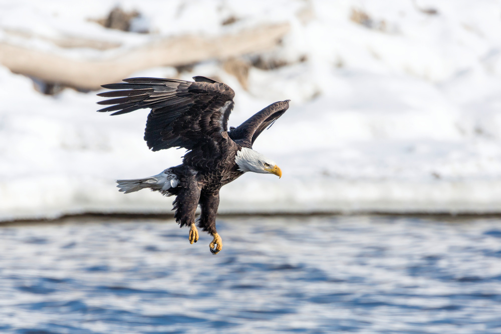 Bald Eagle swooping down toward water