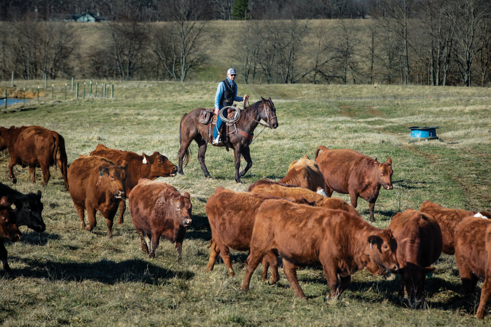 Farmer moving cattle 
