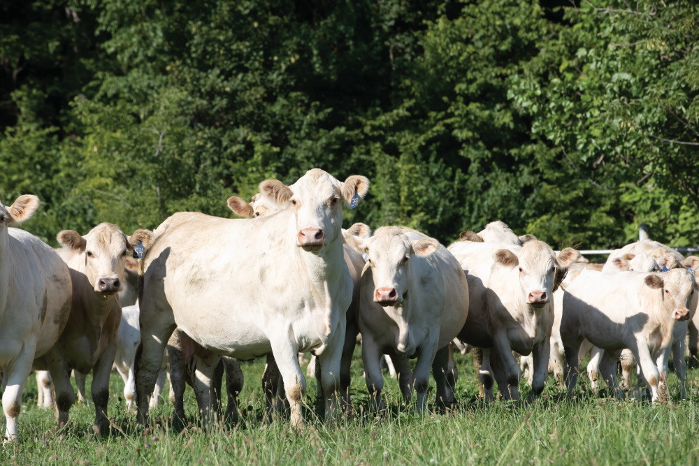 Cattle at Sam Deisher's farm