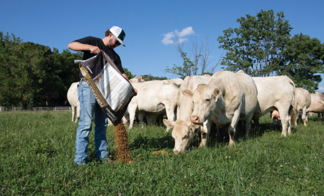 Sam Deisher feeding cattle