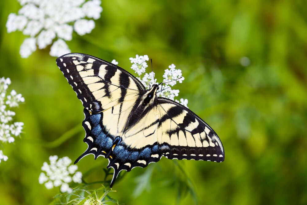 Butterfly landing on Queen Anne's lace