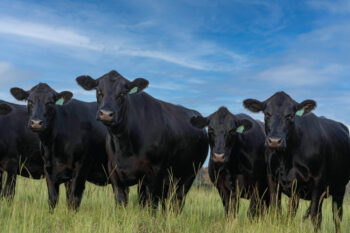 Black angus cattle in a field