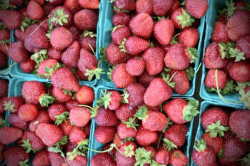 Strawberries at Rising Sun Family Farm