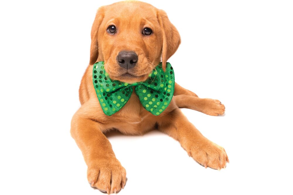 Dog with a green bow tie
