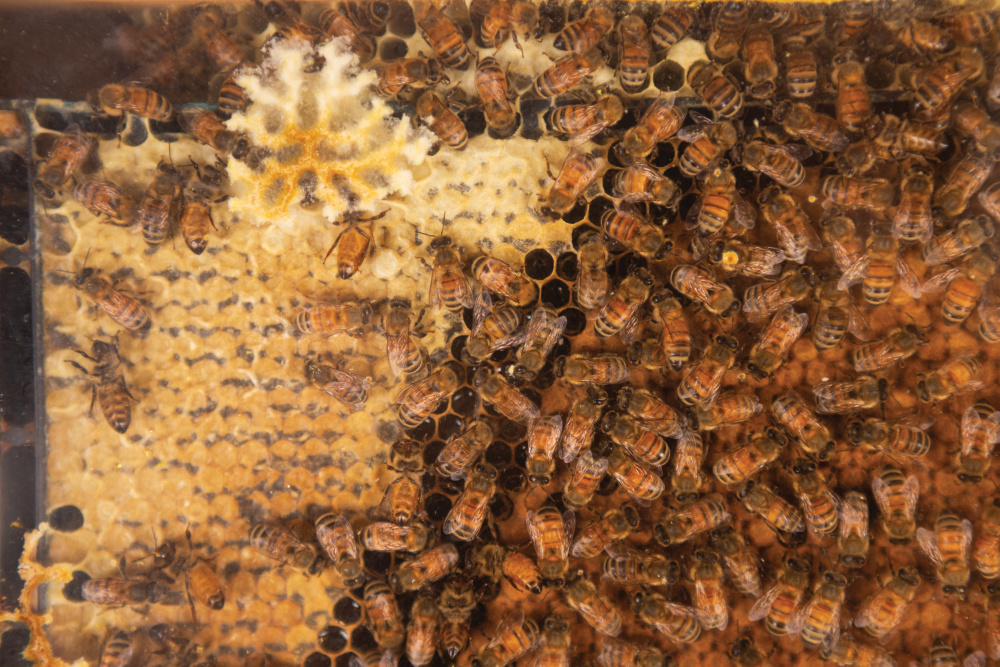 Up-close of the beehive