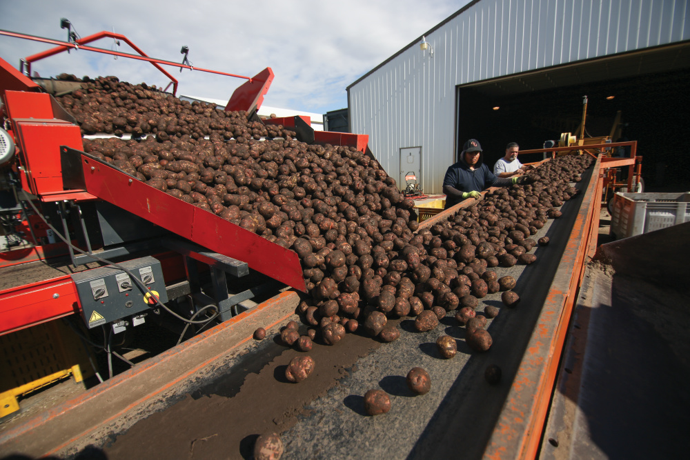 Potatoes being harvested