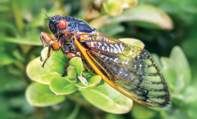 Illinois Becomes Cicada Central This Summer