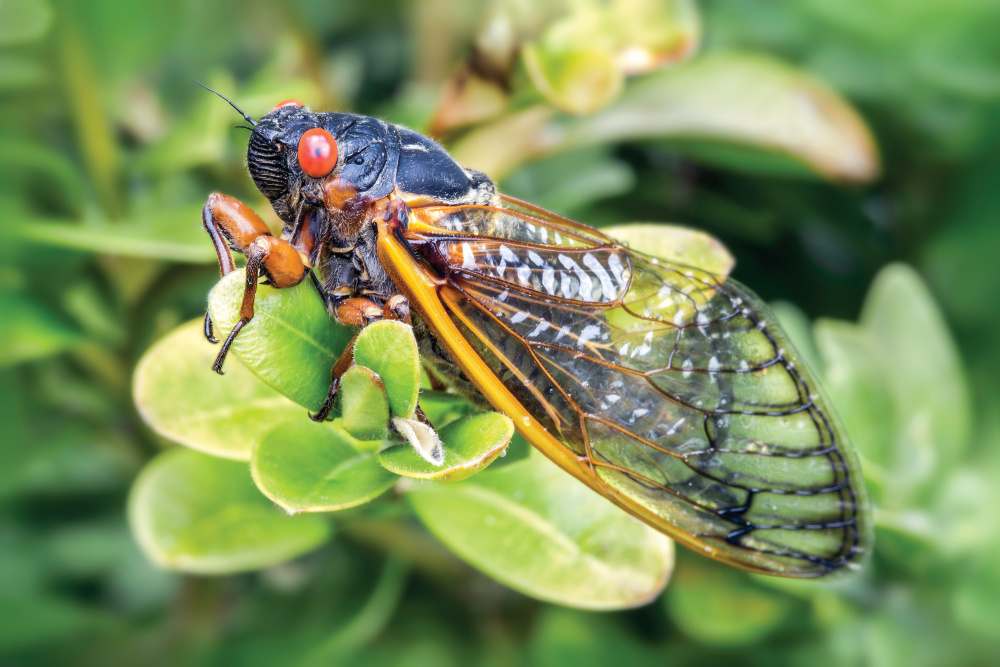 Cicada on leaves 