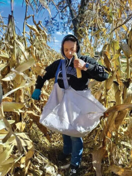Vicenta Fuentes harvesting popcorn