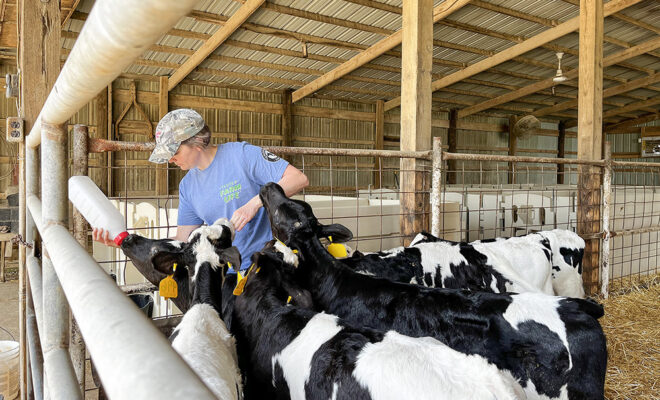 Leanne Casner feeding dairy cows at Clavin Dairy Farm