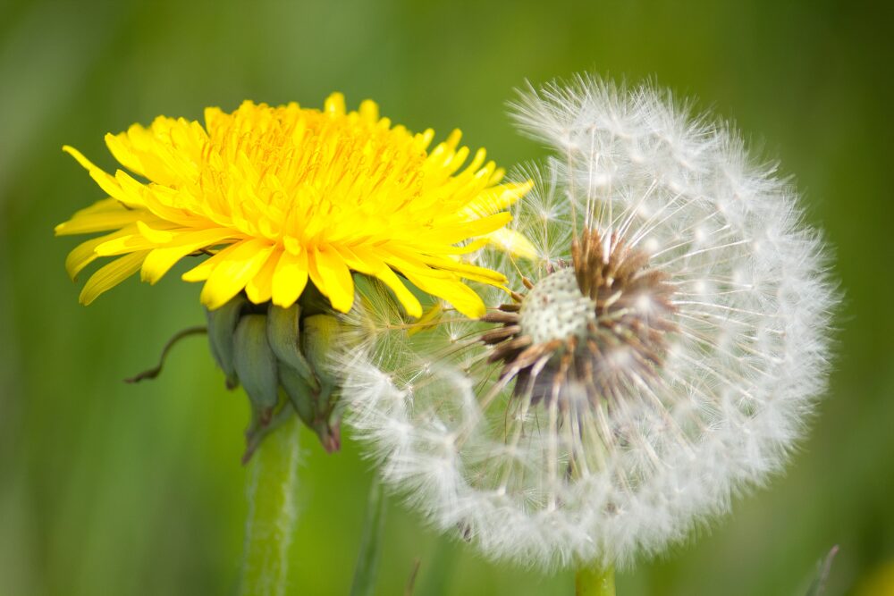 One dandelion blooming, the other turned to seed