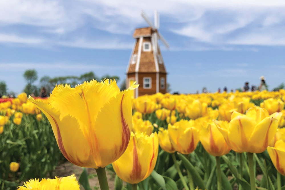 Yellow tulips with a windmill in the background
