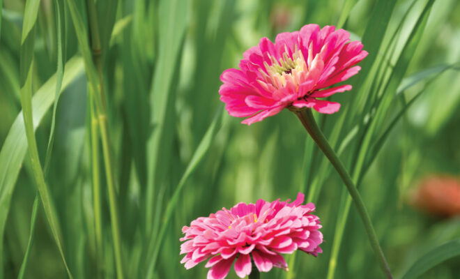 Enjoy Vibrant Color in the Garden with Annuals