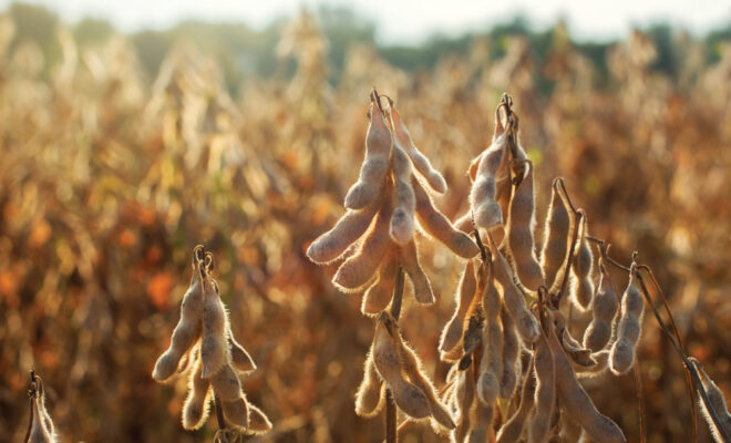 Cool Beans: Soy Surrounds Us in Illinois