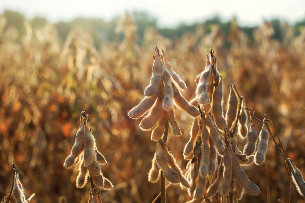 soybeans in field; Illinois soy