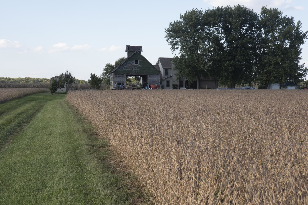 Soybeans ready for harvest in La Salle, IL