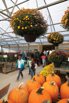 Students walk through one of the greenhouses with mums and pumpkins