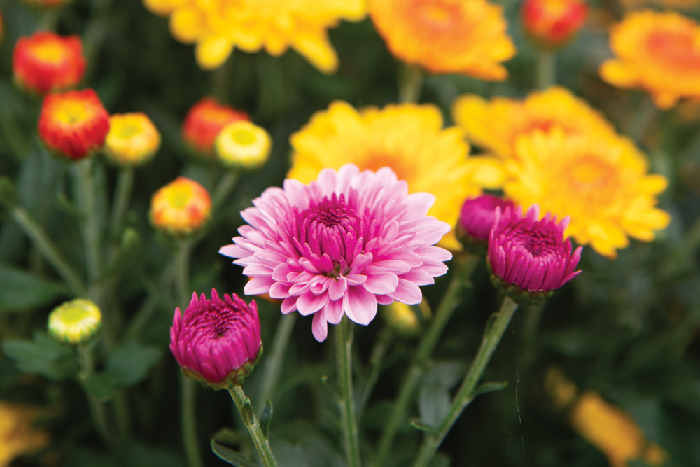 Pink, yellow and orange mums