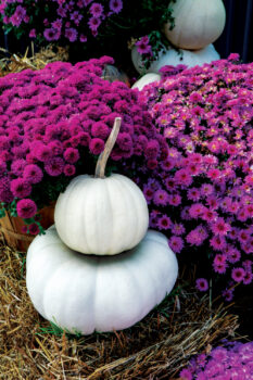 Fuchsia mums with white pumpkins at Benoit Greenhouses