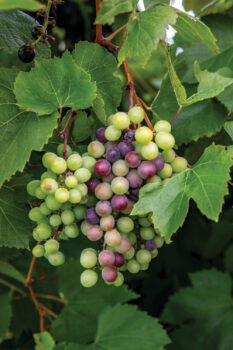 Grapes at Peachbarn Winery and Cafe, one of the vineyards on the Shawnee Hills Wine Trail