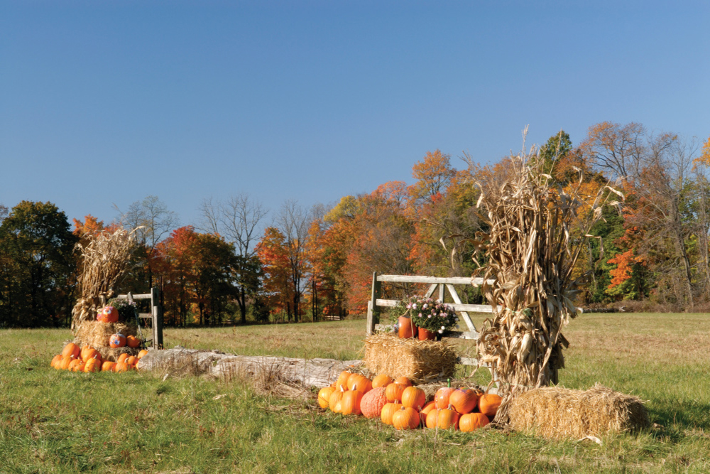 Corn shocks and pumpkin decorations